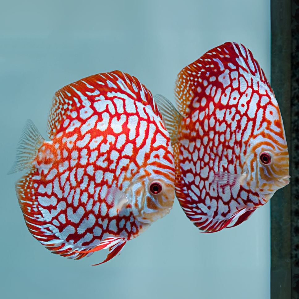 Ikan Discus
